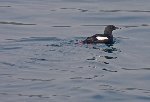 Black Guillemot